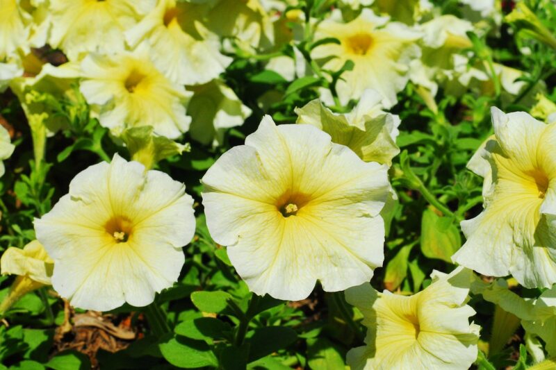 petunia, yellow flower, yellow petunia, nature, yellow, flower background, flower wallpaper, plant, flower, garden, beautiful flowers, floral, color, natural, gardening, outdoor, botany