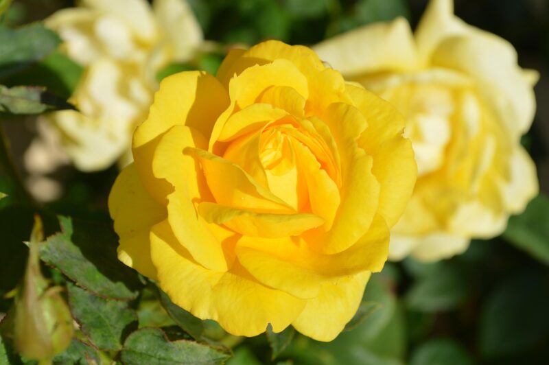 yellow rose, flower, nature, flower background, yellow rose, yellow rose, flower wallpaper, beautiful flowers, yellow rose, yellow rose, yellow rose