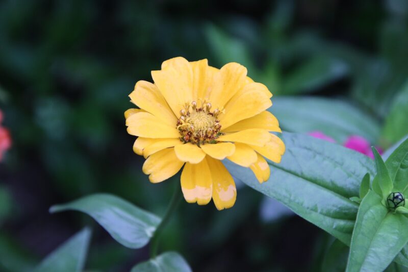 zinnia, flower, yellow zinnia, yellow flower, petals, yellow petals, flower background, bloom, blossom, flora, garden, beautiful flowers, botany, flower wallpaper, nature