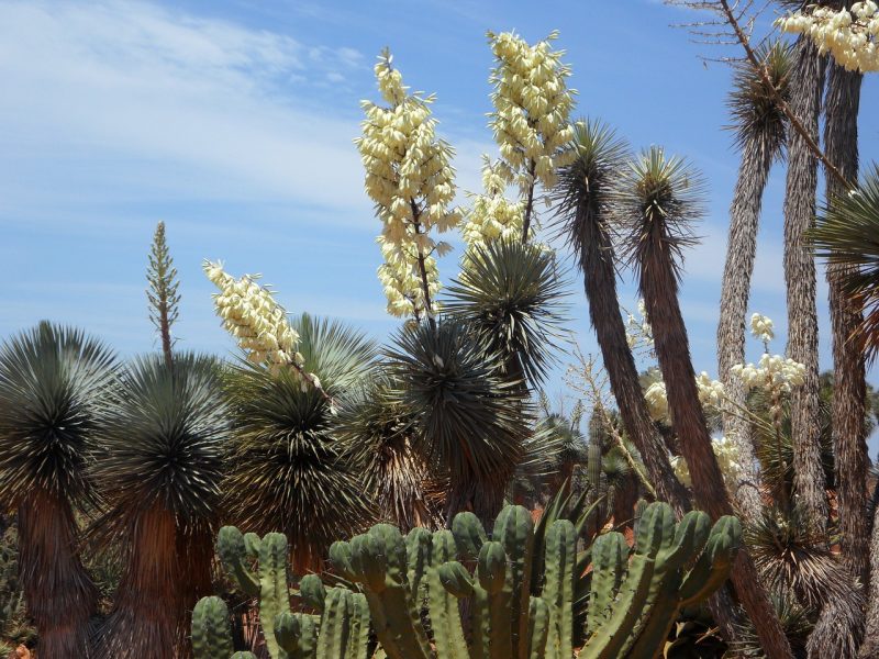 yucca palm, yucca, palm lilies