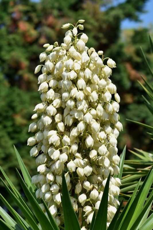 flowers, yucca, filamentosa