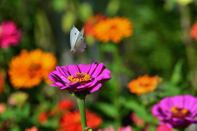 white, zinnia, approach, garden, snapshot, nature, zinnia, zinnia, zinnia, zinnia, zinnia, approach