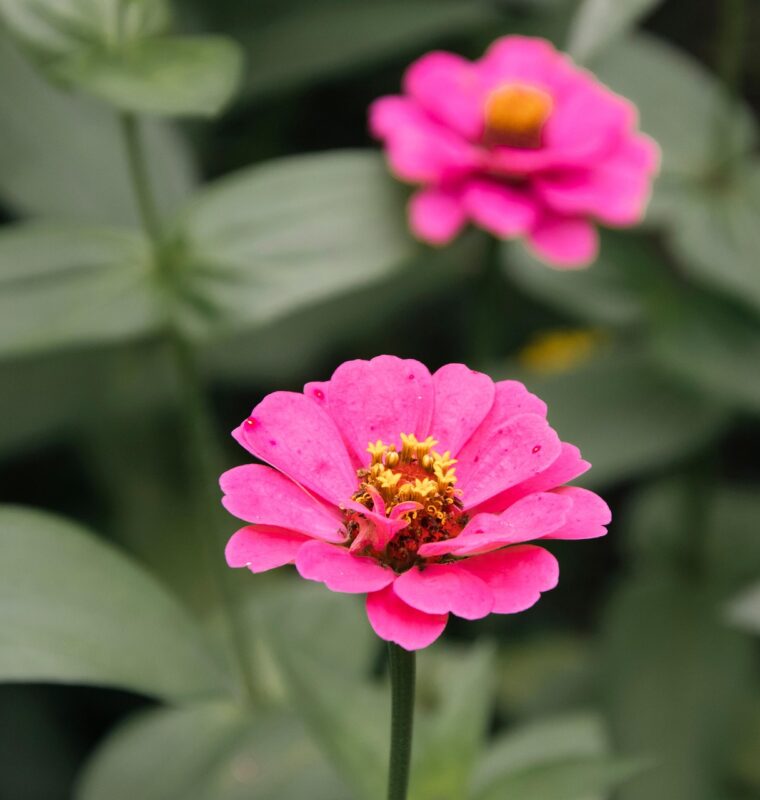 zinnia, pink flower, pink zinnia, flora, botany, garden, nature, macro