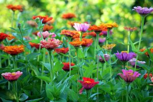 Harvesting Zinnias