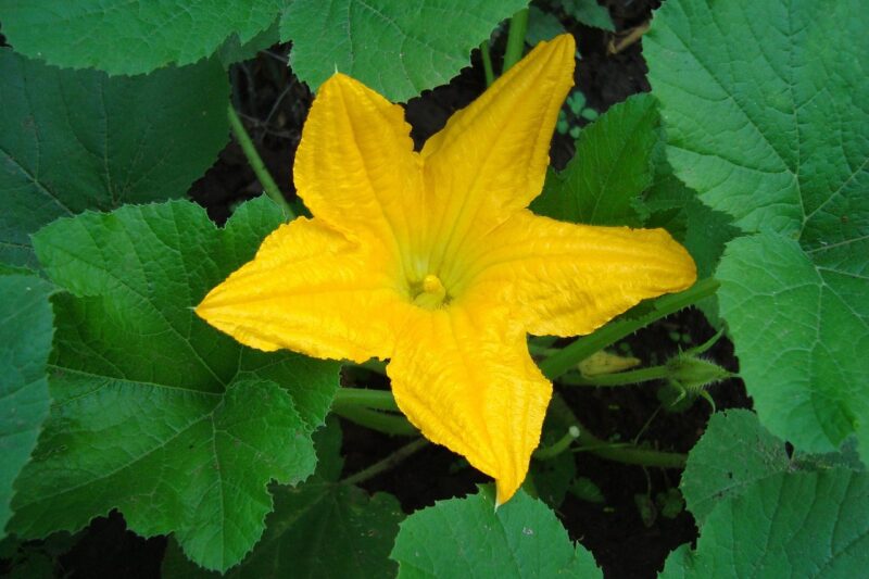 flower, yellow, zucchini, leaves, flower wallpaper, nature, petals, bloom, summer, beautiful flowers, beautiful, bud, zucchini, zucchini, zucchini, zucchini, flower background, zucchini