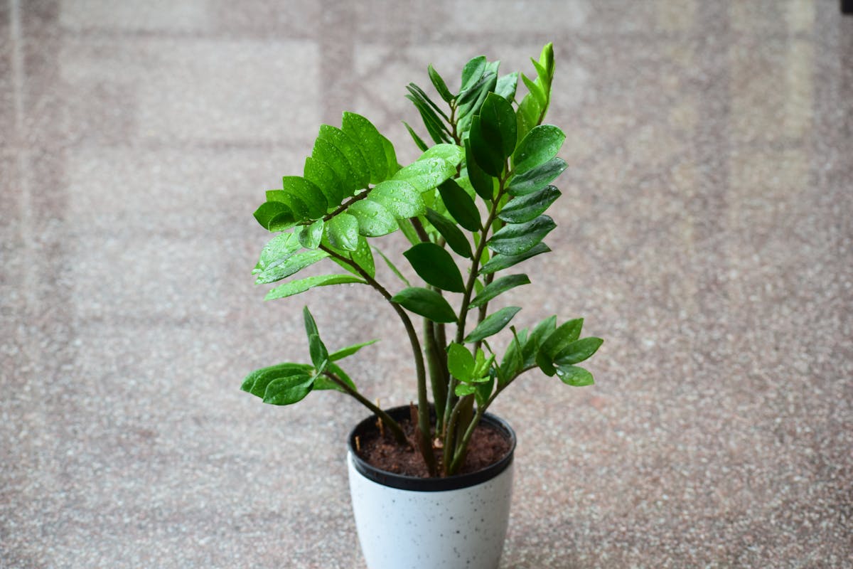 ZZ plant (Zamioculcas zamiifolia)